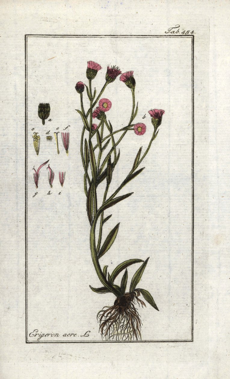 Vergerette acre (Erigeron acris). Litografi fra "Billede af Artseny-Gewassen" af Johannes Zorn (1739-1799), Holland af Unbekannter Künstler
