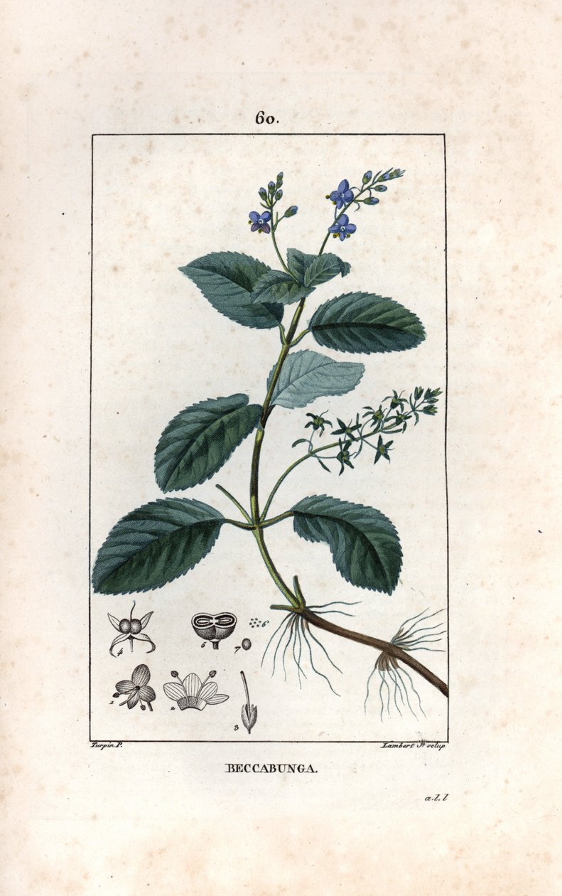 Veronique des ruisseaux ou cress de cheval or salad de chouette - Stik af Lambert fils, efter en tegning af Pierre Jean Francois Turpin (1775-1840), uddraget af La flore medicale, de Chaumeton, Poiret et Chamberet, Paris 1830 - Brooklime eller European spe af Unbekannter Künstler