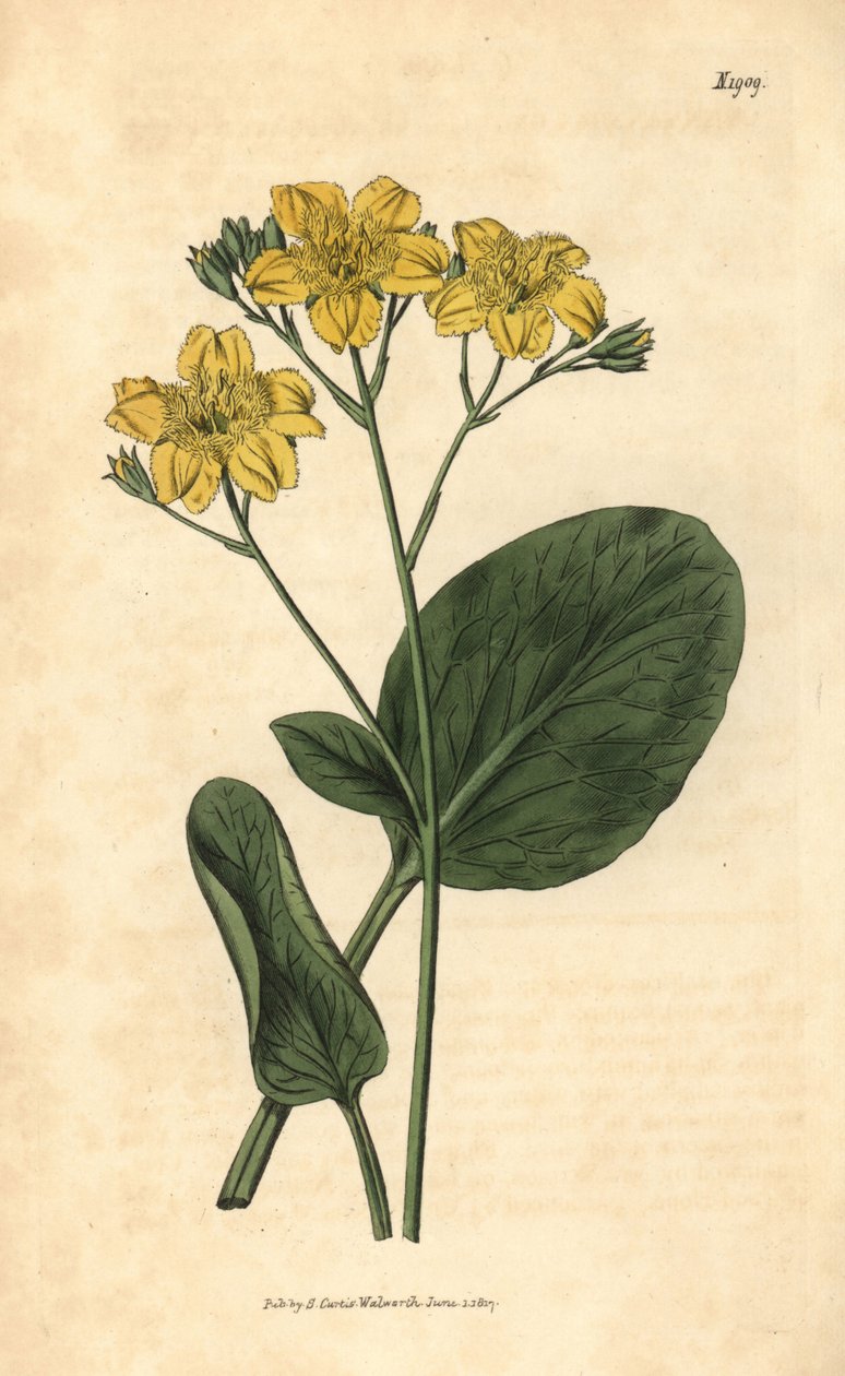 Villardie - Villarsia ovata (Ovalbladet kappebønne, Menyanthes ovata). Håndkoloreret botanisk stik fra John Sims