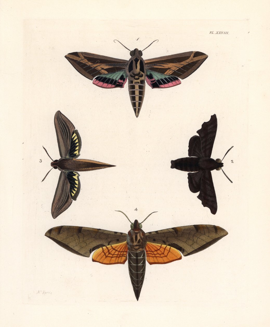 Sfinksmøl, Eummorpha vitis 1, sørgesfinks, Enyo lugubris 2, tersa-sfinks, Xylophanes tersa 3, og stribet sfinks, Proambulyx strigilis 4. Håndkoloreret litografi fra John O. Westwoods nye udgave af Dru Drurys "Illustrations of Exotic Ento af Unbekannter Künstler