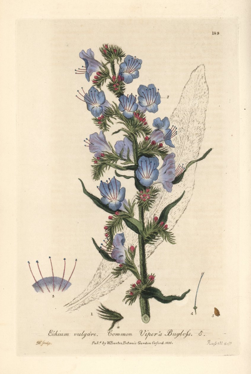 Viperine commune - Hugormeblomst, Echium vulgare - Håndkoloreret kobberstik af J. Whessell efter en tegning af Isaac Russell fra William Baxters "British Phaenogamous Botany" 1836 af Unbekannter Künstler