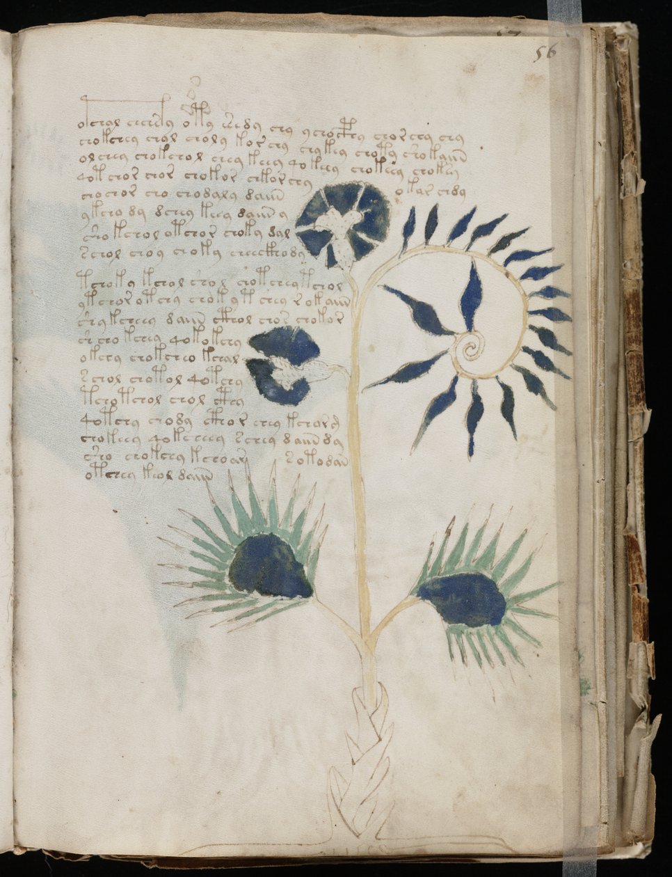 Voynich Manuscript folio 56r, ca. 1500 (blæk på pergament) af Unbekannt