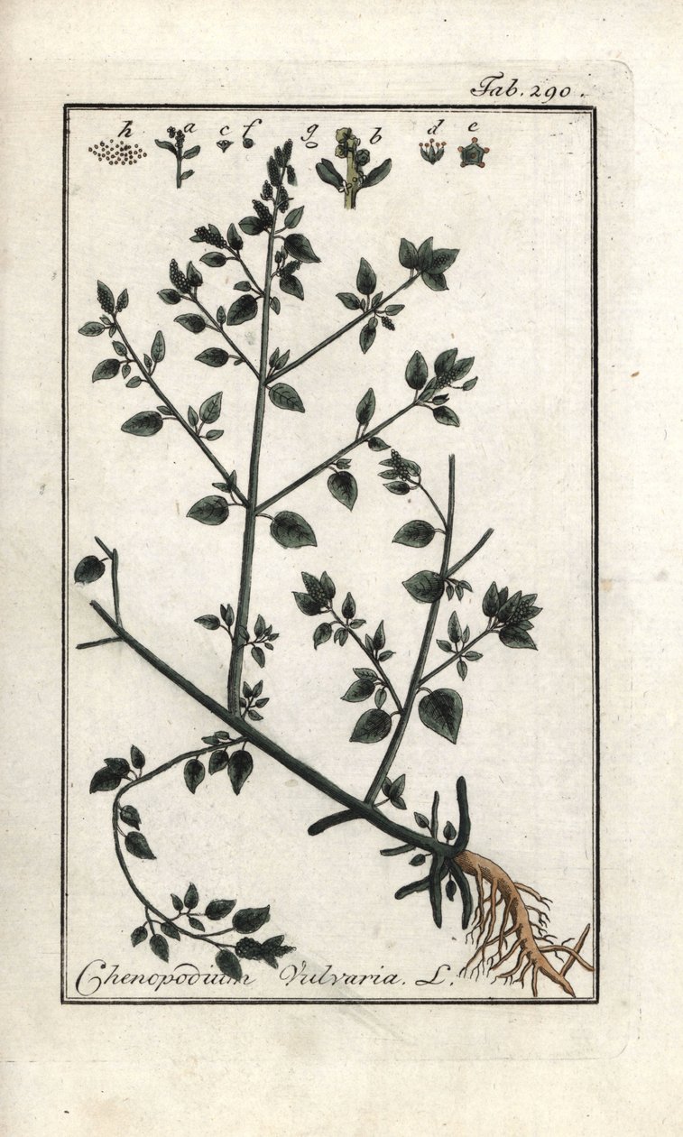 Vulva (Chenopodium vulvaria). Litografi fra "Picture of the Artseny-Gewassen" af Johannes Zorn (1739-1799), Holland af Unbekannter Künstler