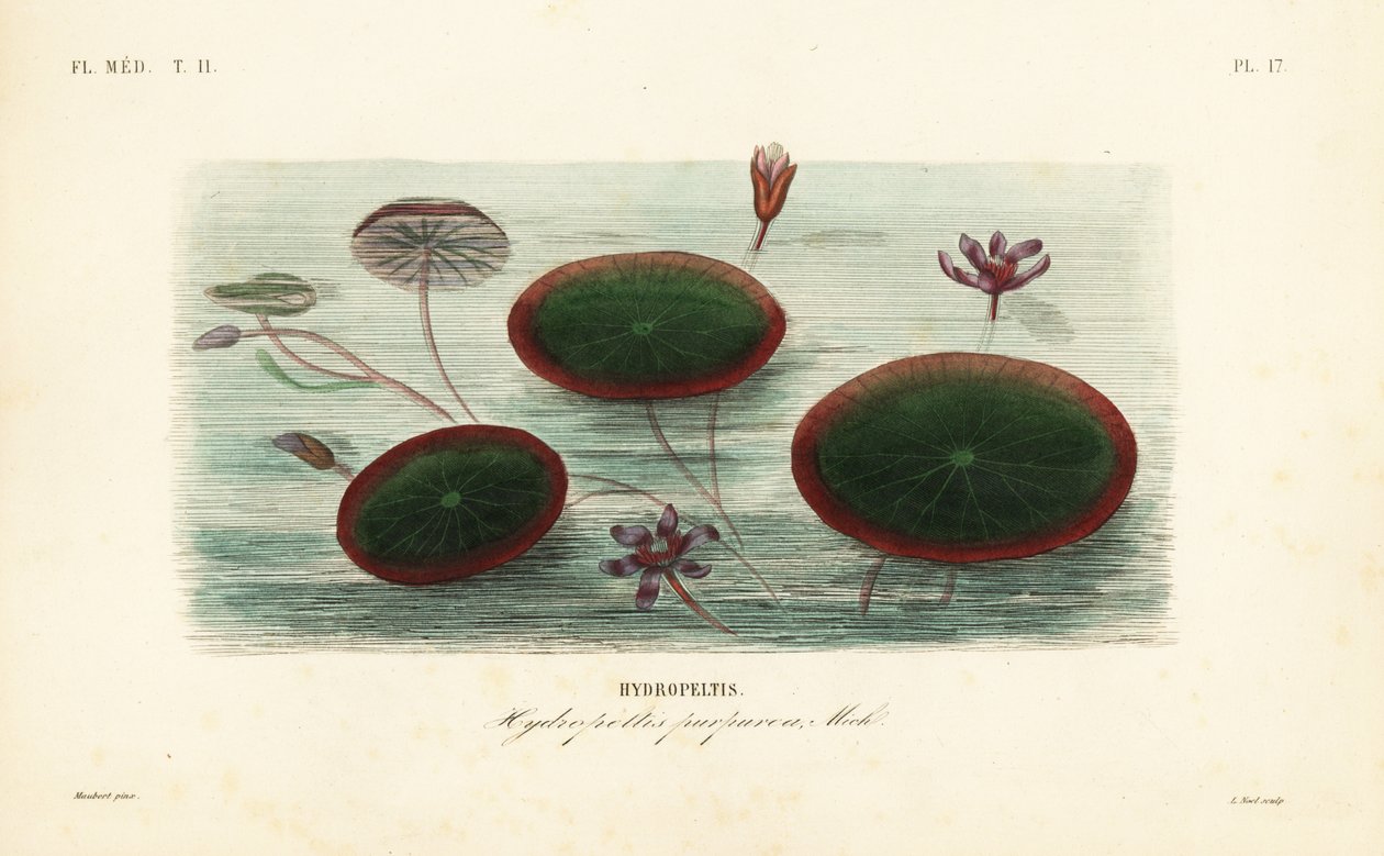 Vandskjold, Brasenia schreberi, Hydropeltis purpurea, Hydropeltis af Unbekannt