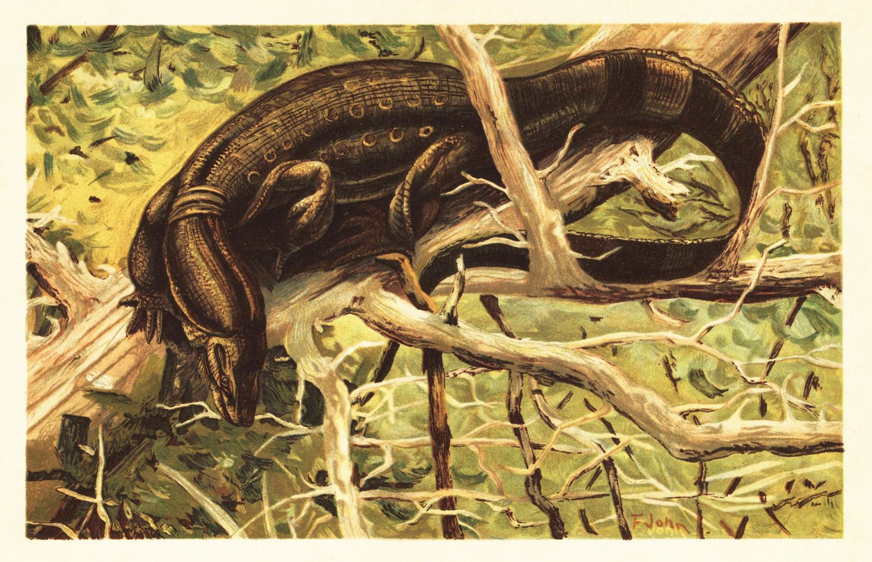 Vandovervågningsøgle, Varanus salvator. 1908 (litografi) af Unbekannter Künstler