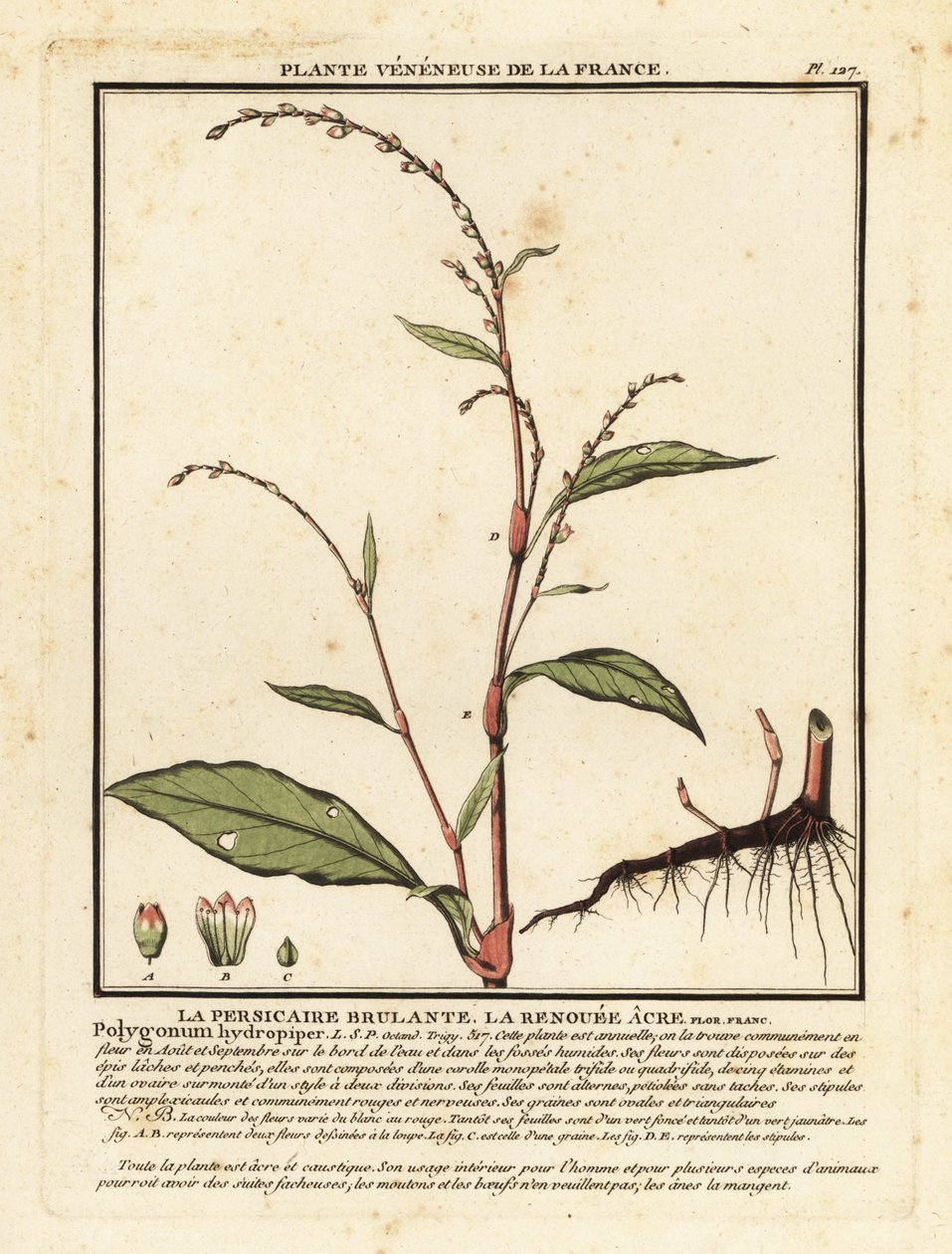 Vandpeber, Persicaria hydropiper. af Unbekannter Künstler