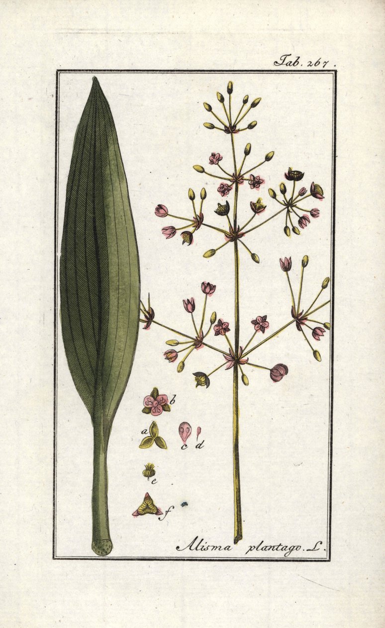 Vandvejbred (Alisma plantago-aquatica). Litografi fra "Afbeelding der Artseny-Gewassen" (herbarium over lægeplanter) af Johannes Zorn (1739-1799), Holland. af Unbekannter Künstler