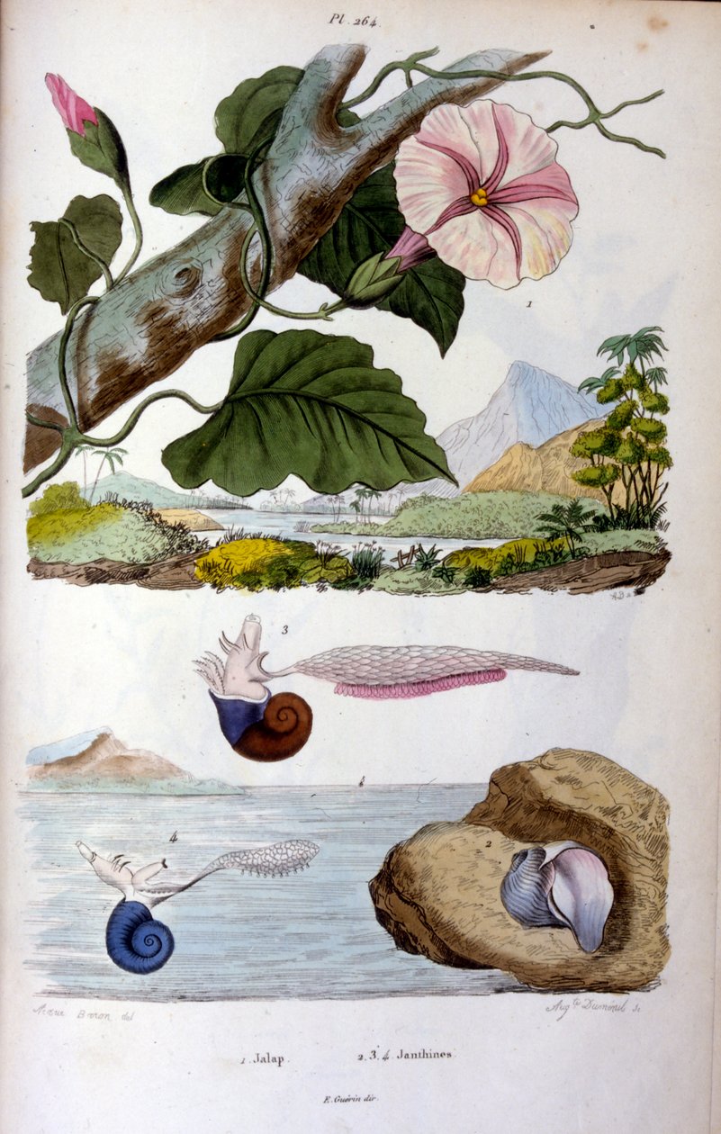 Vandsnegl; botanisk og zoologisk illustration af F. E. Guérin. Fra Dictionnaire pittoresque d