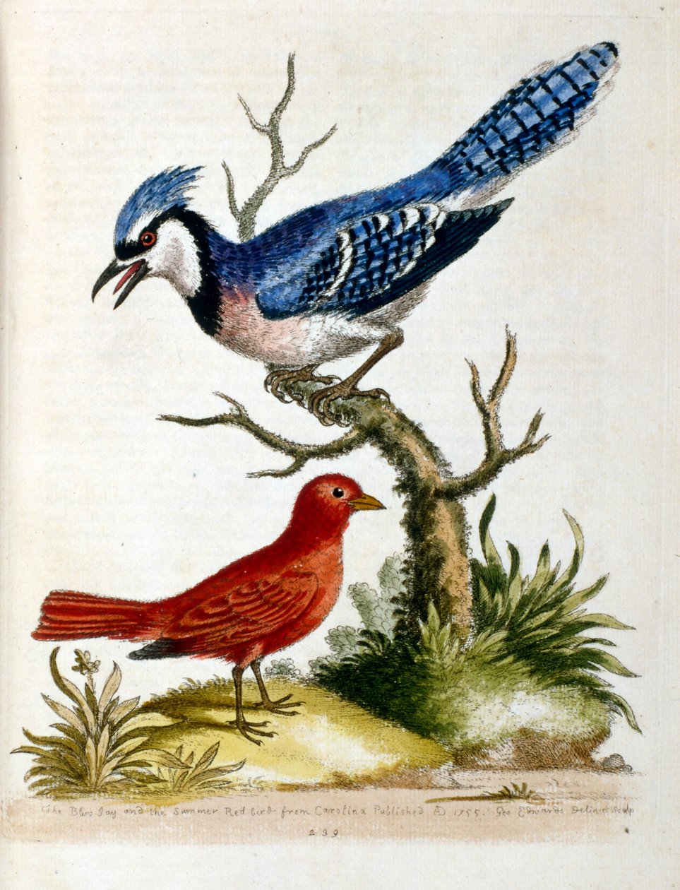 Akvarelillustration fra en bog om sjældne fugle af G. Edwards 1750. George Edwards (1694-1773) var en britisk naturforsker og ornitolog. Han rejste meget rundt i Europa og studerede naturhistorie og fugle i særdeleshed. Han opnåede en vis anerkendelse af Unbekannter Künstler