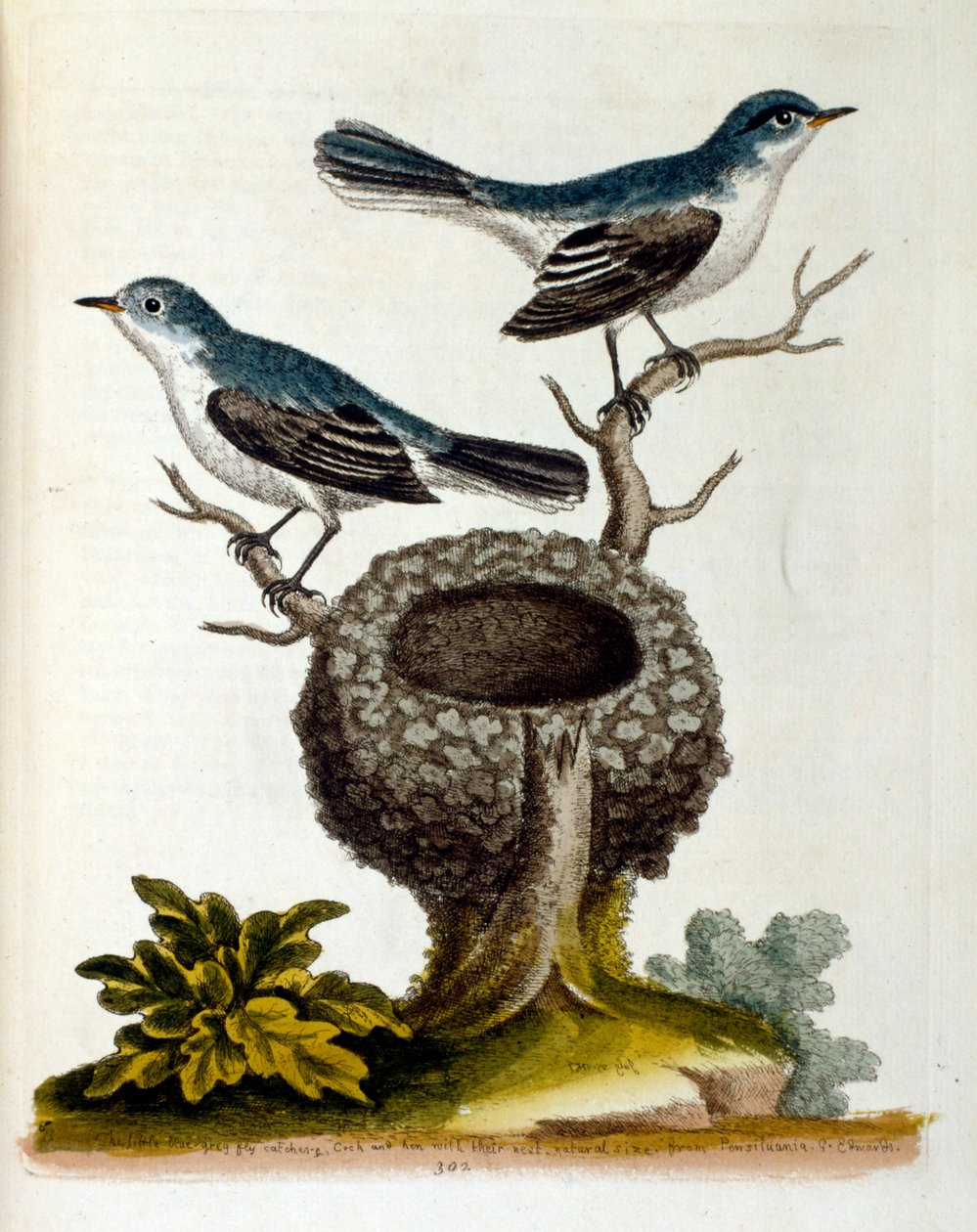Akvarelillustration fra en bog om sjældne fugle af G. Edwards 1750. George Edwards (1694-1773) var en britisk naturforsker og ornitolog. Han rejste meget rundt i Europa og studerede naturhistorie og fugle i særdeleshed. Han opnåede en vis anerkendelse af Unbekannter Künstler