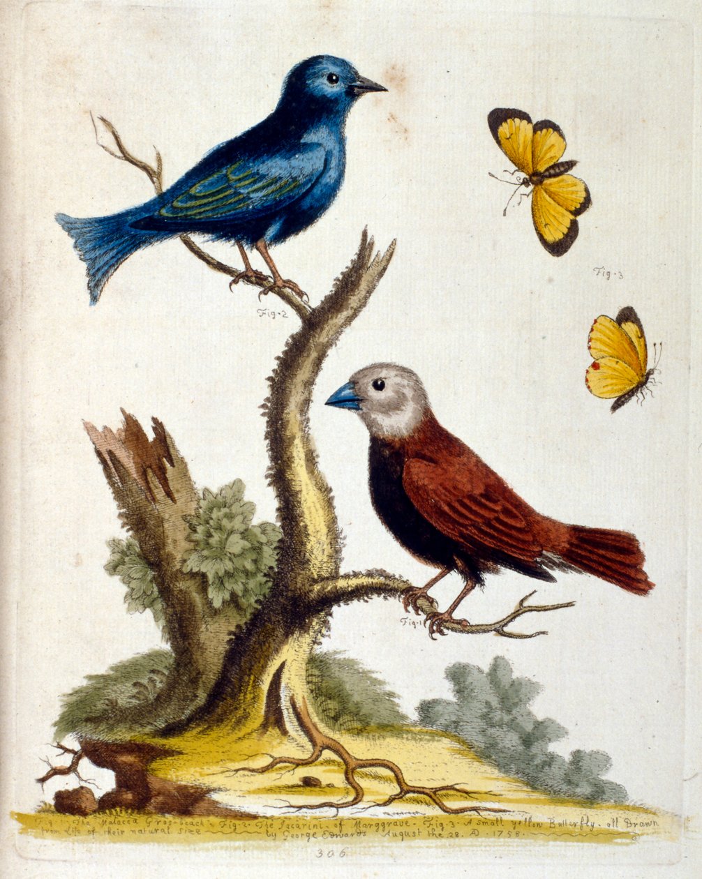 Akvarelillustration fra en bog om sjældne fugle af G. Edwards 1750. George Edwards (1694-1773) var en britisk naturforsker og ornitolog. Han rejste meget rundt i Europa og studerede naturhistorie og fugle i særdeleshed. Han opnåede en vis anerkendelse af Unbekannter Künstler