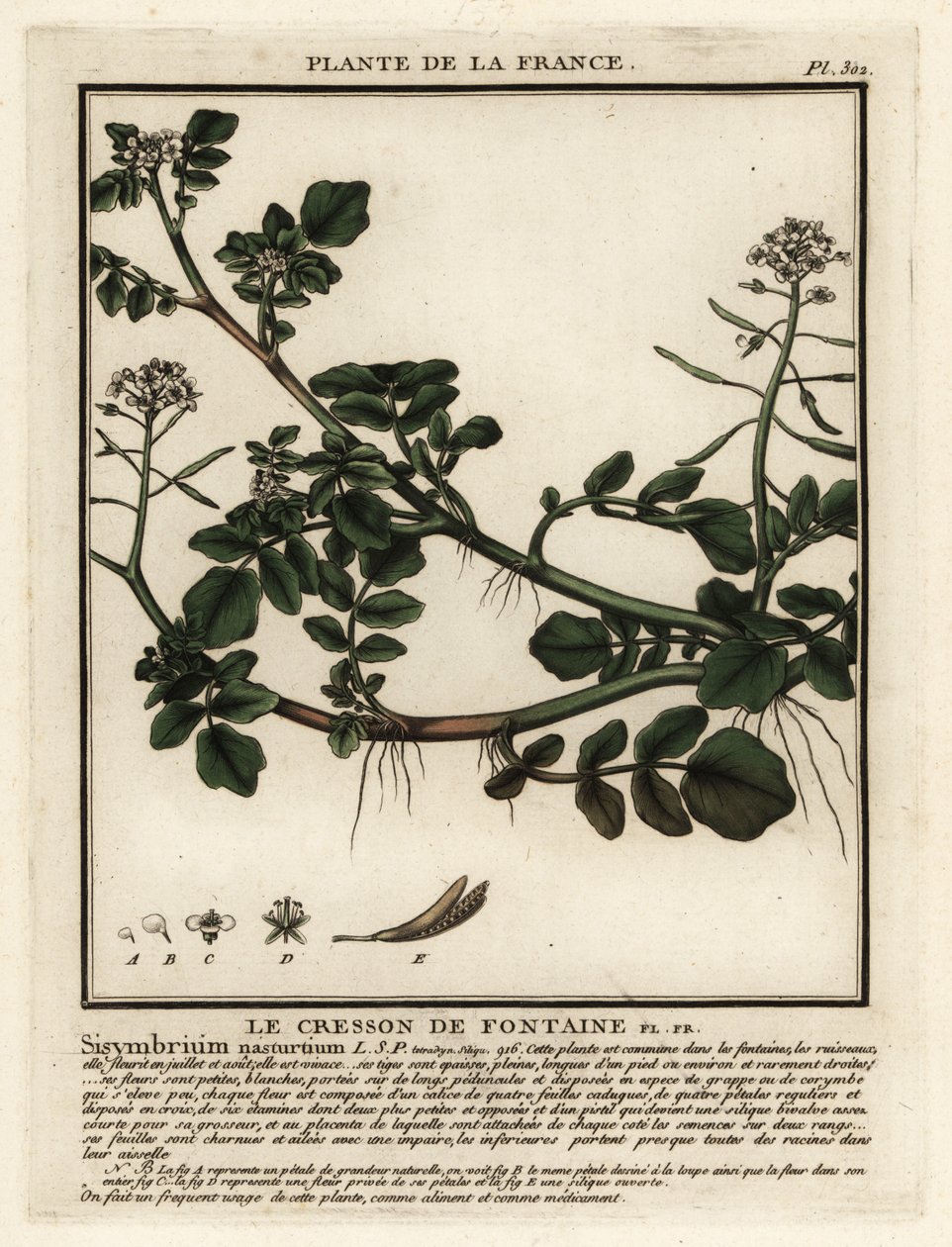 Brøndkarse, Nasturtium officinale. af Unbekannter Künstler
