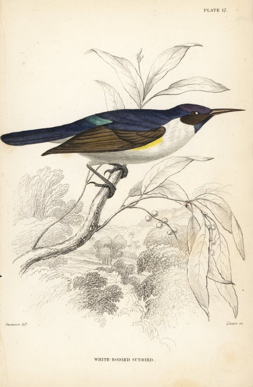 Vestlig purpurrygget solfugl, Anthreptes longuemarei (hvidhovedet solfugl, Anthreptes leucosoma). Håndkoloreret stålstik af William Lizars efter William Swainson fra Sir William Jardine