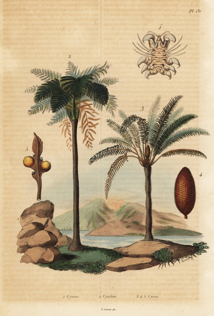 Hvallus, Cyamus ovalis 1, vestindisk træbregne, Cyathea arborea 2 og japansk sagopalme, Cycas revoluta 3-5 af Unbekannt