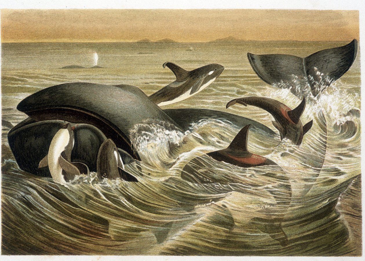 Whales and Orcs, illustreret i farver af W. Kuhnert i "" Vita degli Animali"" af A. E. Brehm, udgave af 1893. af Unbekannt