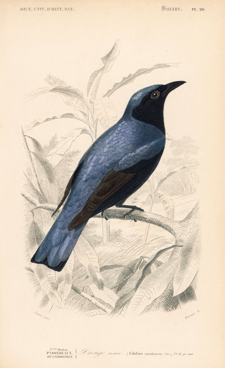Hvidbuget drongo, Dicrurus caerulescens. Håndkoloreret stik af Fournier efter en illustration af Edouard Travies fra Charles d
