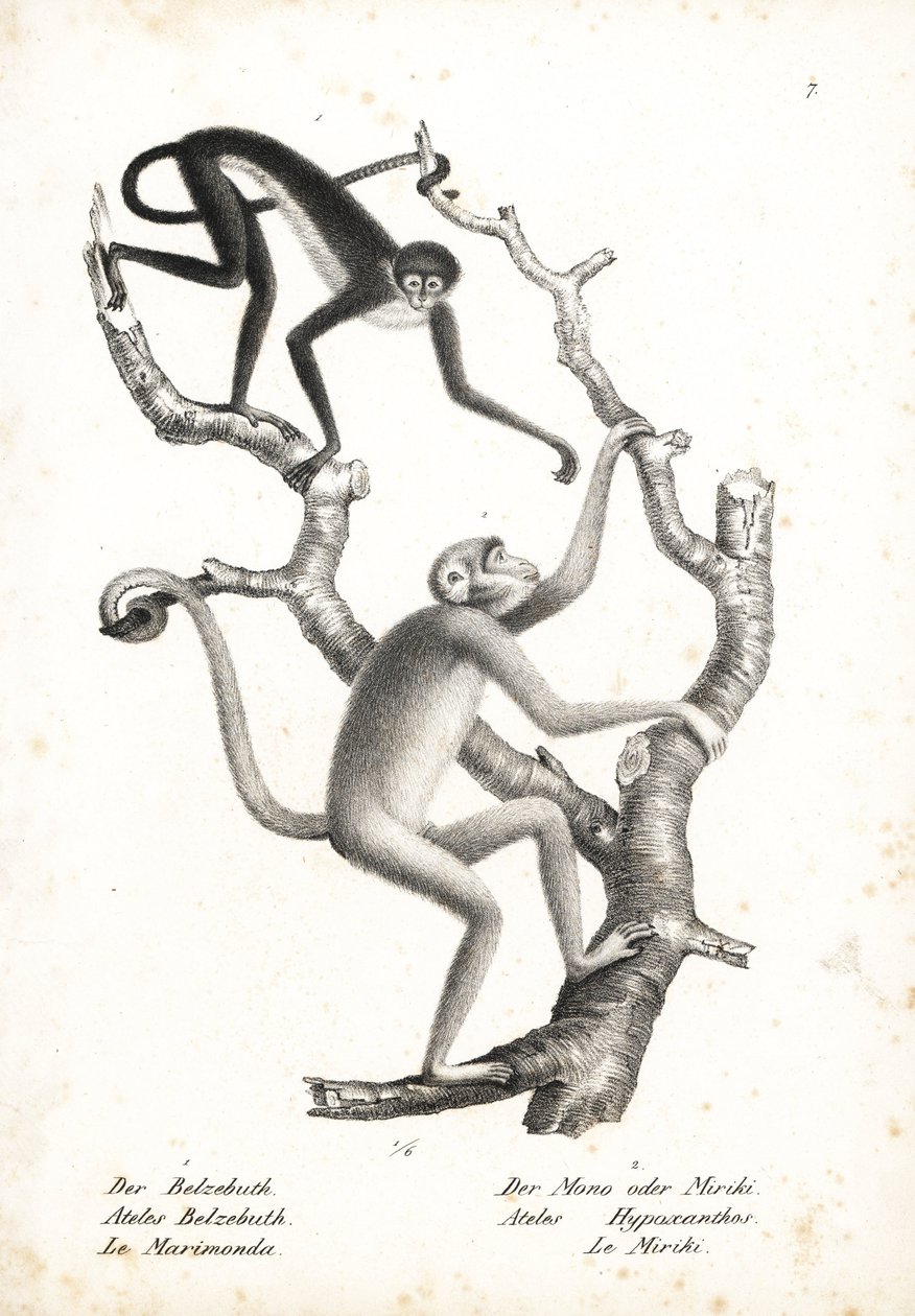 Hvidbuget edderkopabe, Ateles belzebuth (udryddelsestruet), og nordlig muriqui, Brachyteles hypoxanthus (Ateles hypoxanthus), kritisk udryddelsestruet. Litografi af Karl Joseph Brodtmann fra Heinrich Rudolf Schinz