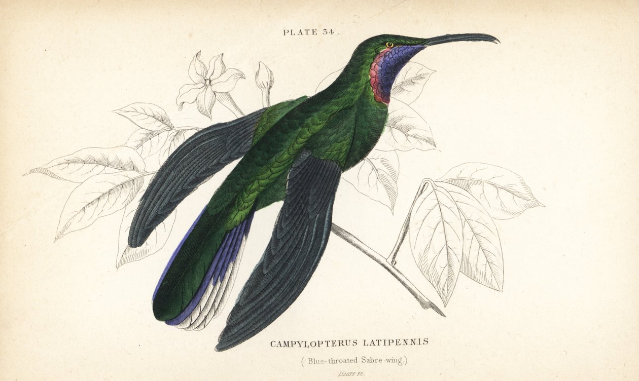 Hvidhalet sabelvind, Campylopterus ensipennis (blåhalet sabelvind, Trochilus latipennis). Håndkoloreret stålstik af William Lizars fra Sir William Jardine