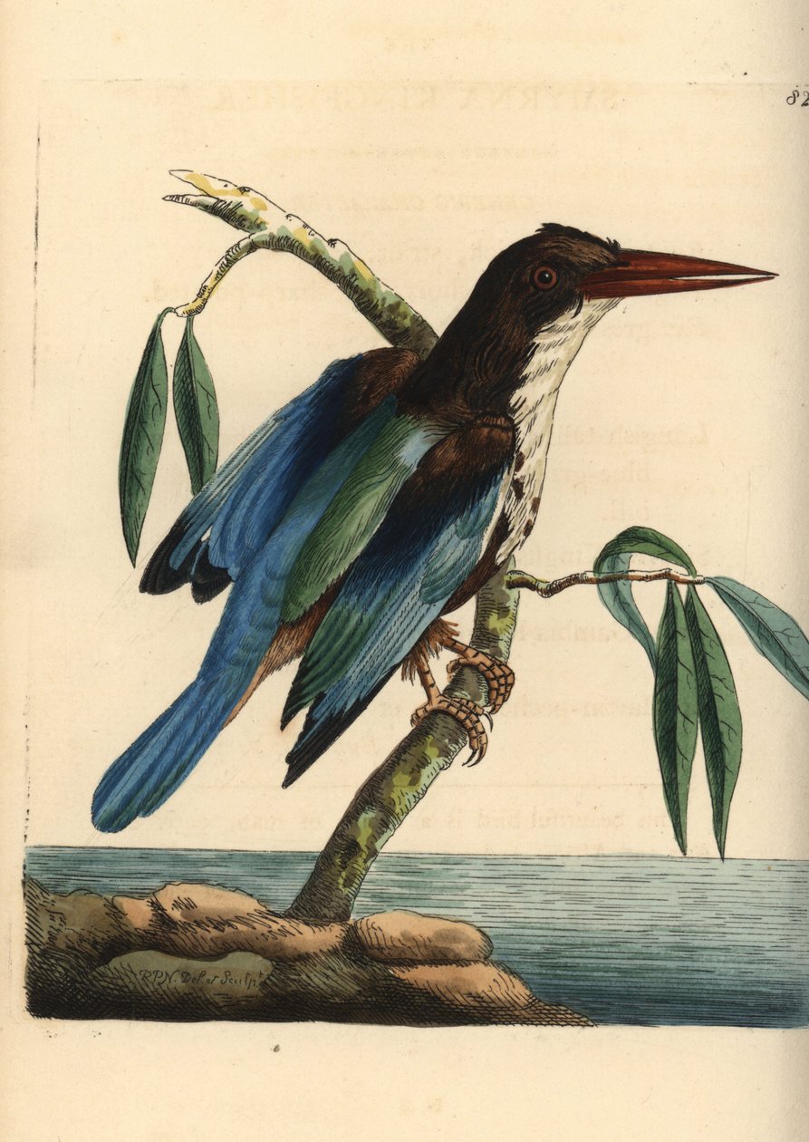 Hvidstrubet isfugl, Halcyon smyrnensis (Smyrna kingfisher, Alcedo smyrnensis). Illustration tegnet og graveret af Richard Polydore Nodder. Håndkoloreret kobberstik fra George Shaw og Frederick Nodders The Naturalist