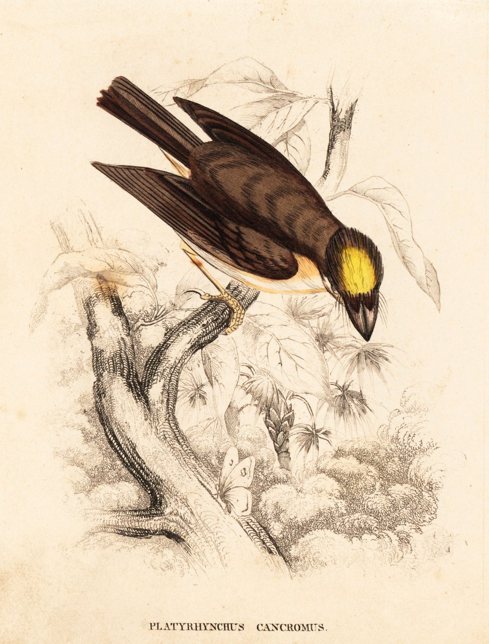 Hvidstrubet spidsnæb, Platyrinchus mystaceus (Gulhovedet fladnæb, Platyrhynchus cancromus). Håndkoloreret stålstik fra Georg Friedrich Treitschkes naturhistoriske galleri, Naturhistorischer Bildersaal des Thierreiches, Liepzig. af Unbekannter Künstler