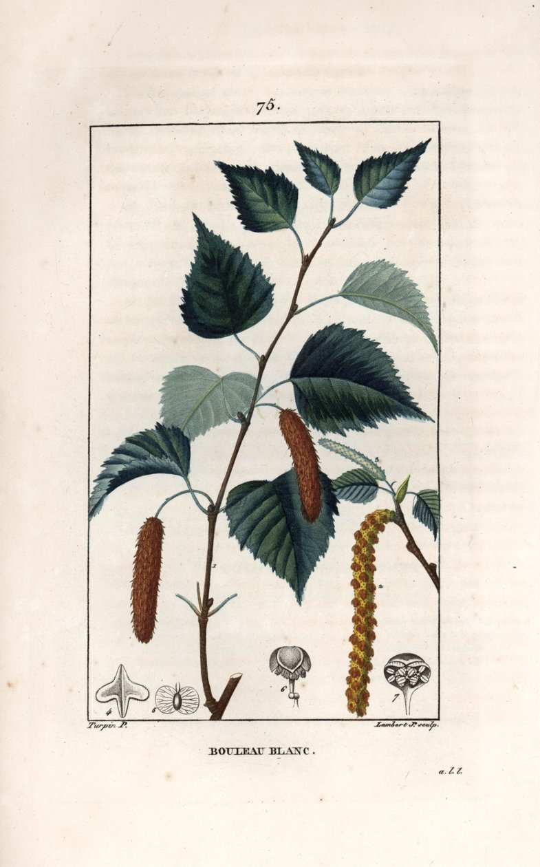 Hvidbirk eller vortebirk - Stik af Lambert fils, efter tegning af Pierre Jean Francois Turpin (1775-1840), fra La flore medicale, de Chaumeton, Poiret et Chamberet, Paris 1830 - Sølvbirk, Betula pendula, med blad, kattekilling og frø - Eng. af Unbekannter Künstler