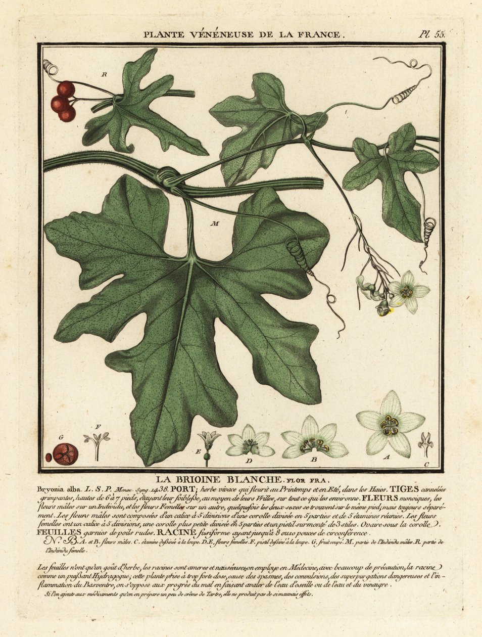 Hvid bryony, Bryonia alba. af Unbekannter Künstler