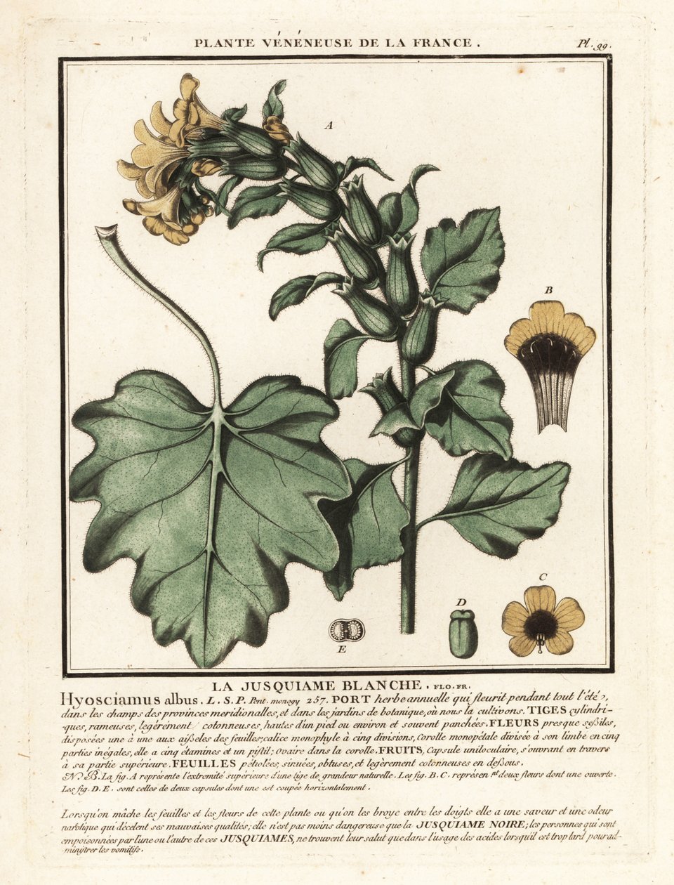 Hvid hønebane, Hyoscyamus albus. af Unbekannter Künstler