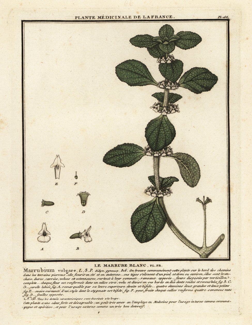 Hvid horehound, Marrubium vulgare. af Unbekannter Künstler