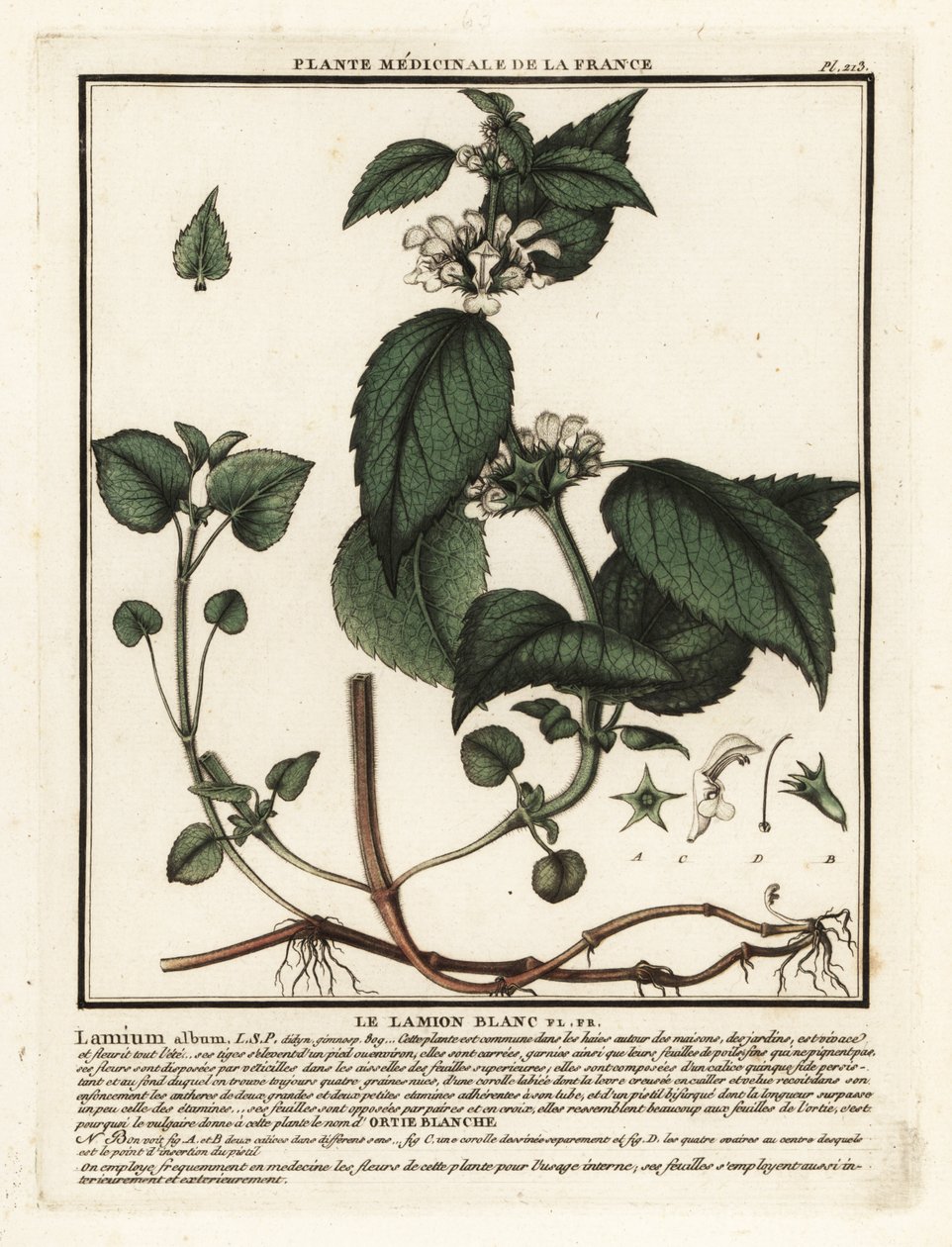 Hvid brændenælde, Lamium album. af Unbekannter Künstler