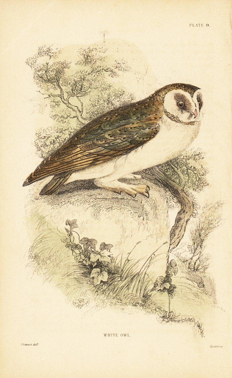 Hvid ugle eller slørugle, Tyto alba, der sidder på en sten. 1889 (gravering) af Unbekannter Künstler
