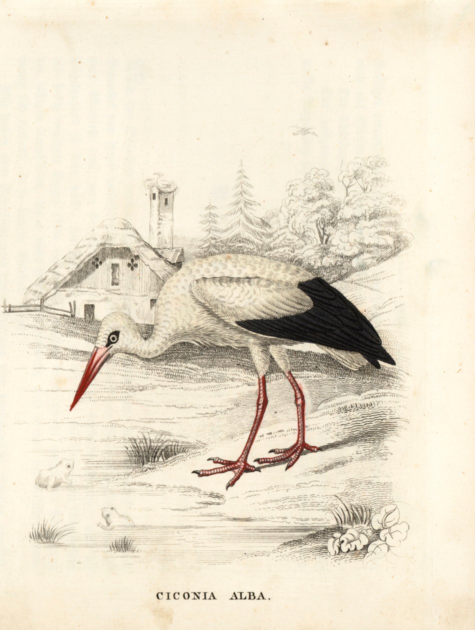 Hvid stork, Ciconia ciconia (Ciconia alba). Håndkoloreret stålstik fra Georg Friedrich Treitschkes naturhistoriske galleri, Naturhistorischer Bildersaal des Thierreiches, Liepzig. af Unbekannter Künstler