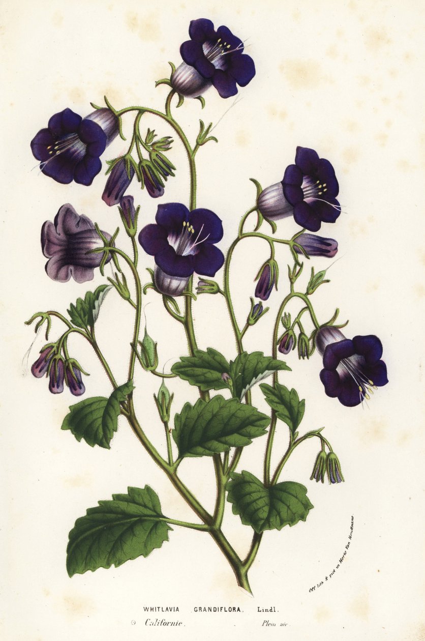 Vilde Canterbury-klokker, Phacelia minor (Whitlavia grandiflora). Håndkoloreret litografi fra Louis van Houtte og Charles Lemaires Flowers of the Gardens and Hothouses of Europe, Flore des Serres et des Jardins de l