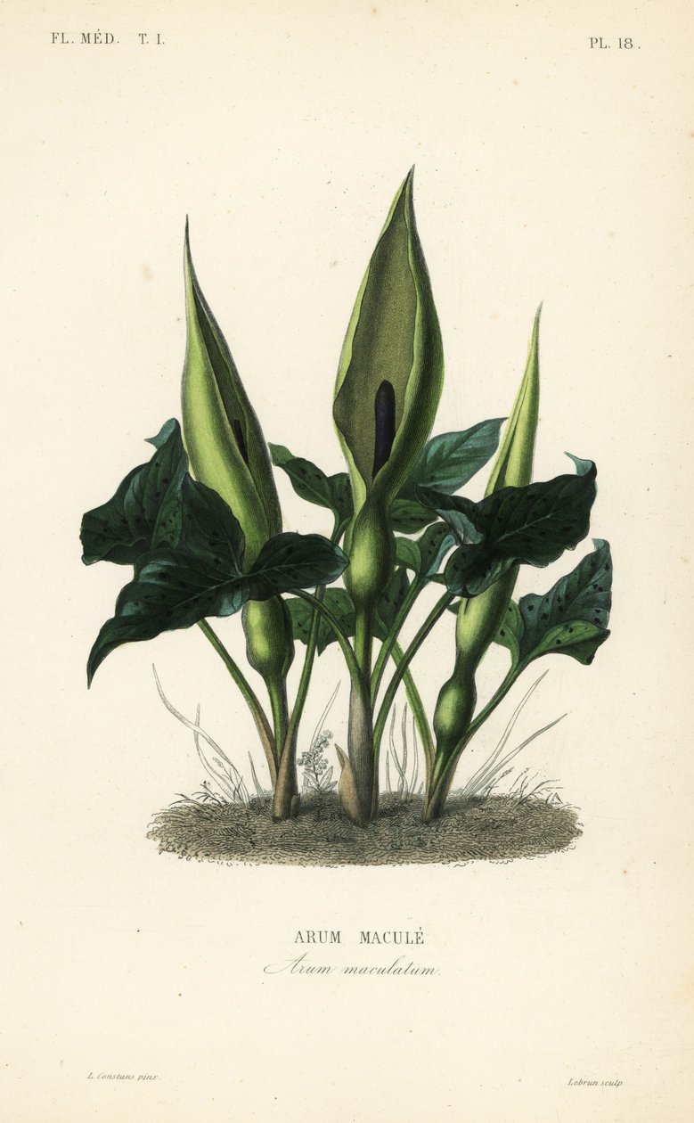 Vild arum, herrer-og-damer eller knægt i prædikestolen, Arum maculatum, Arum macule af Unbekannt