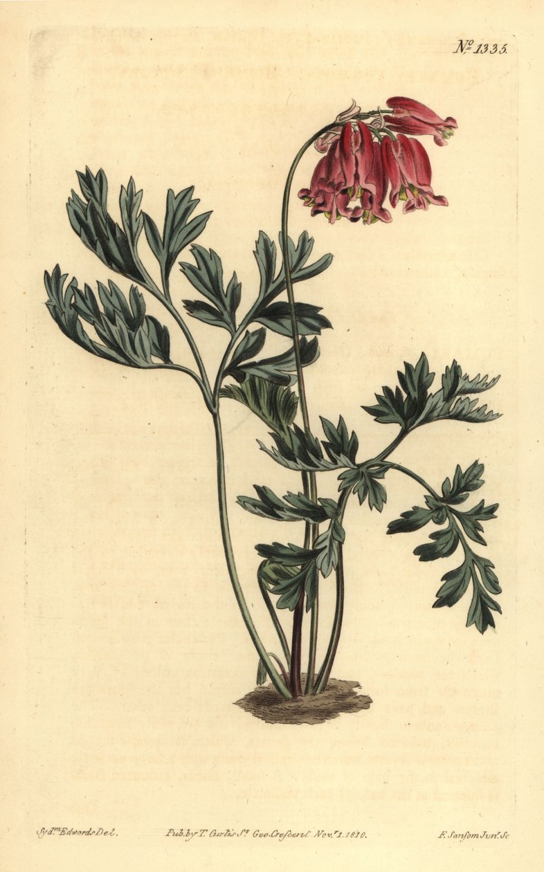 Vildt blødende hjerte, Dicentra formosa af Unbekannt