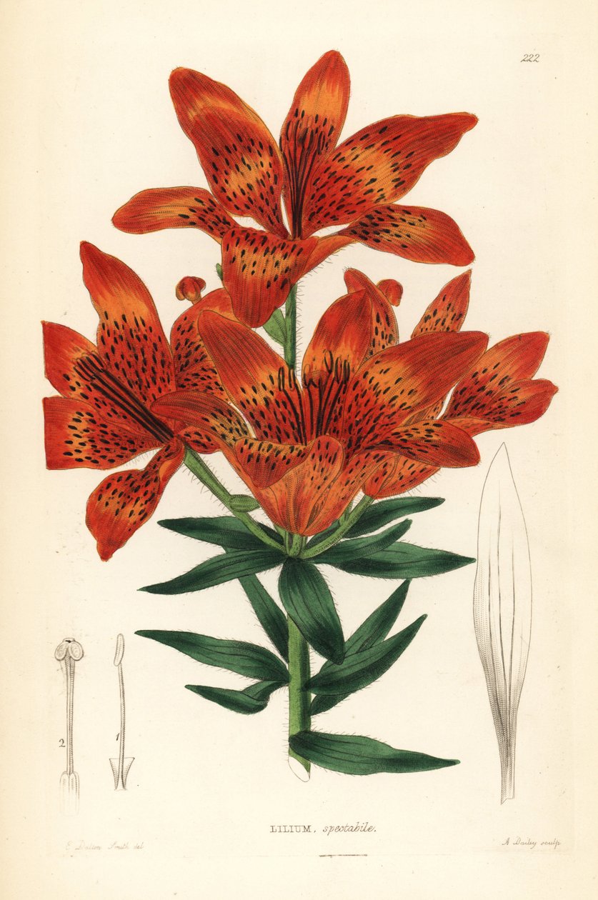 Vild lilje - sibirisk lilje, Lilium pensylvanicum (prangende sibirisk lilje, Lilium spectabile). Håndkoloreret kobberstik af A. Bailey efter Edwin Dalton Smith fra John Lindley and Robert Sweet