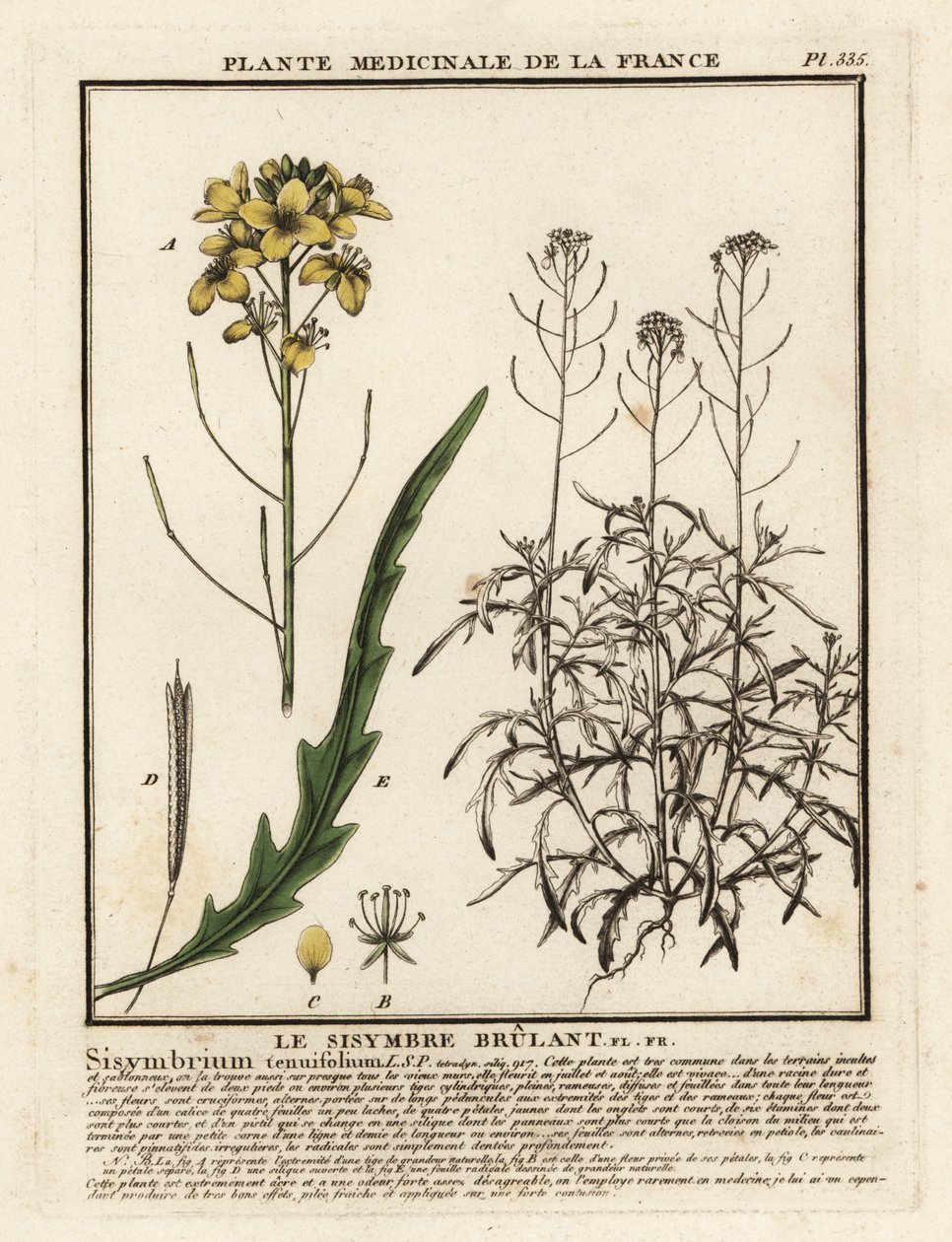 Vild raket, Diplotaxis tenuifolia. af Unbekannter Künstler