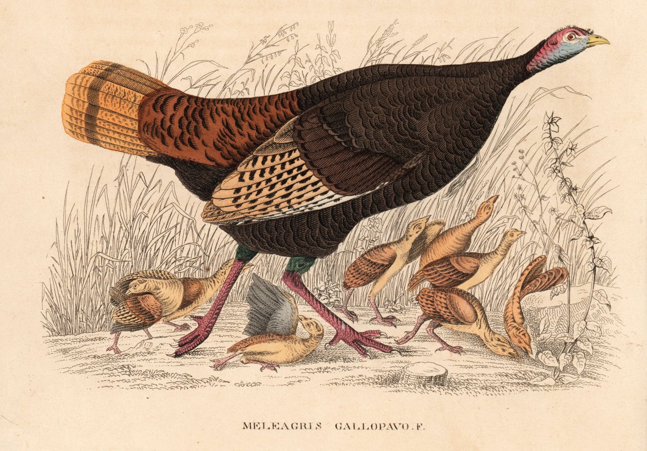 Vild kalkun, Meleagris gallopavo, høne med unger. Håndkoloreret litografi fra Georg Friedrich Treitschkes naturhistoriske galleri, Naturhistorischer Bildersaal des Thierreiches, Liepzig. af Unbekannter Künstler