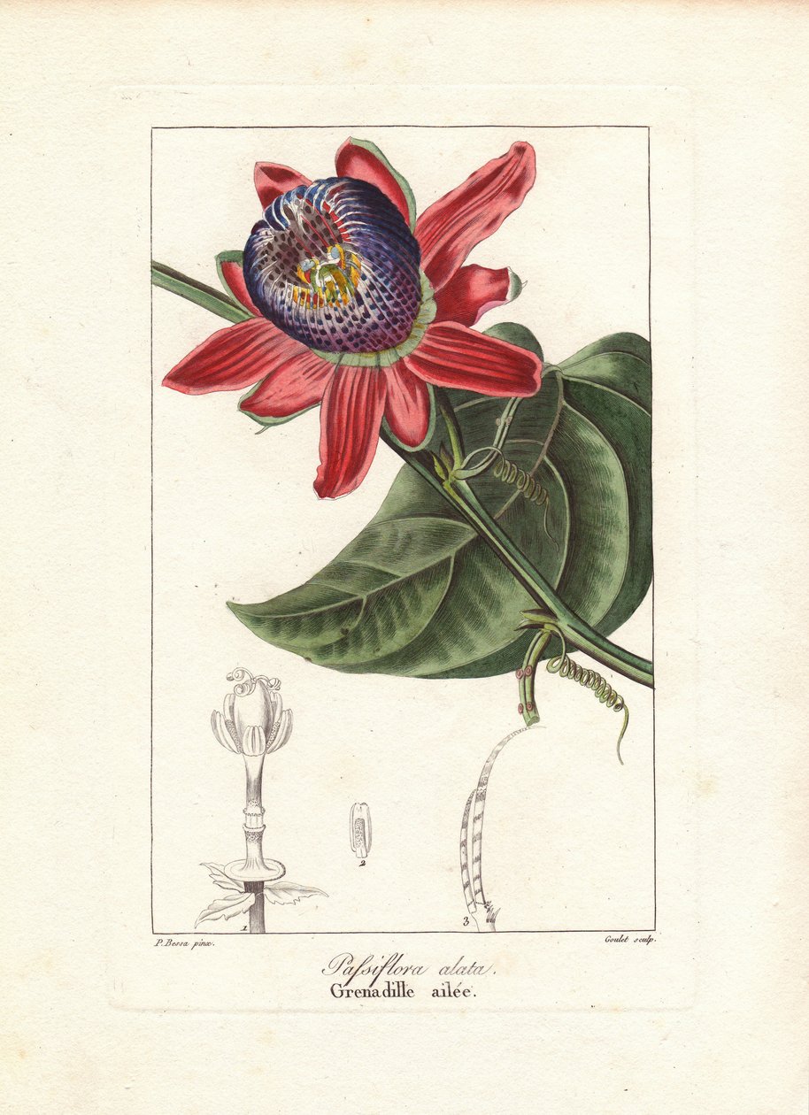Passionsblomst, Passiflora alata, med vingede stængler, hjemmehørende i Brasilien. Håndkoloreret prikstik på kobber af Goulet efter en botanisk illustration af Pancrace Bessa fra Mordant de Launays "Herbier General de l