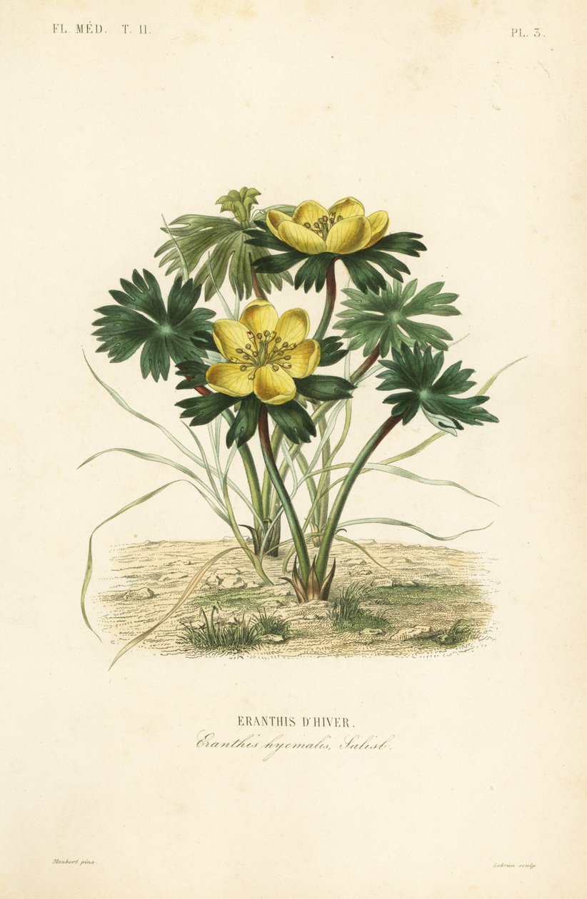 Vinterakonit, Eranthis hiemalis, Eranthis d