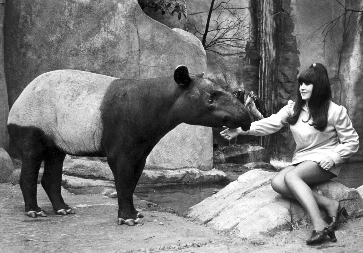 Kvinde fodrer en tapir, Belle Vue Zoo, Manchester, april 1970 af Unbekannt