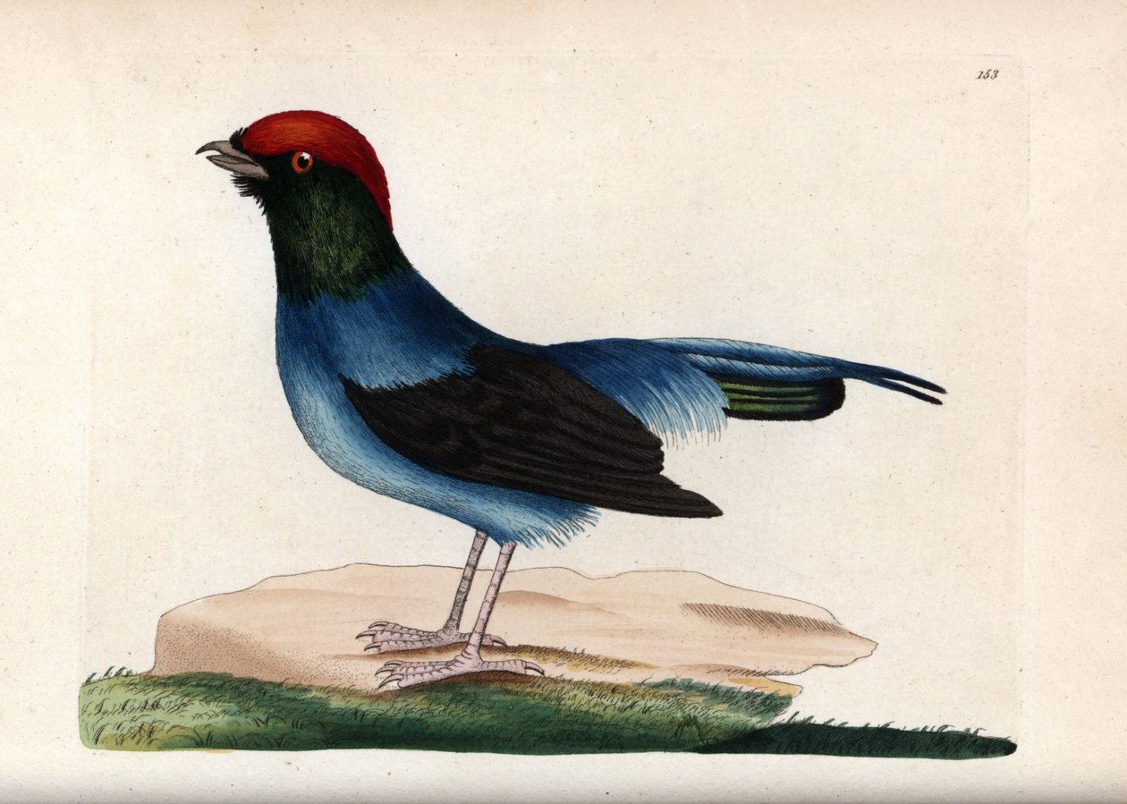 Vidunderlig manakin (Chiroxiphia linearis). Usigneret illustration (George Shaw og Frederick Nodder). Litografi i The Naturalist