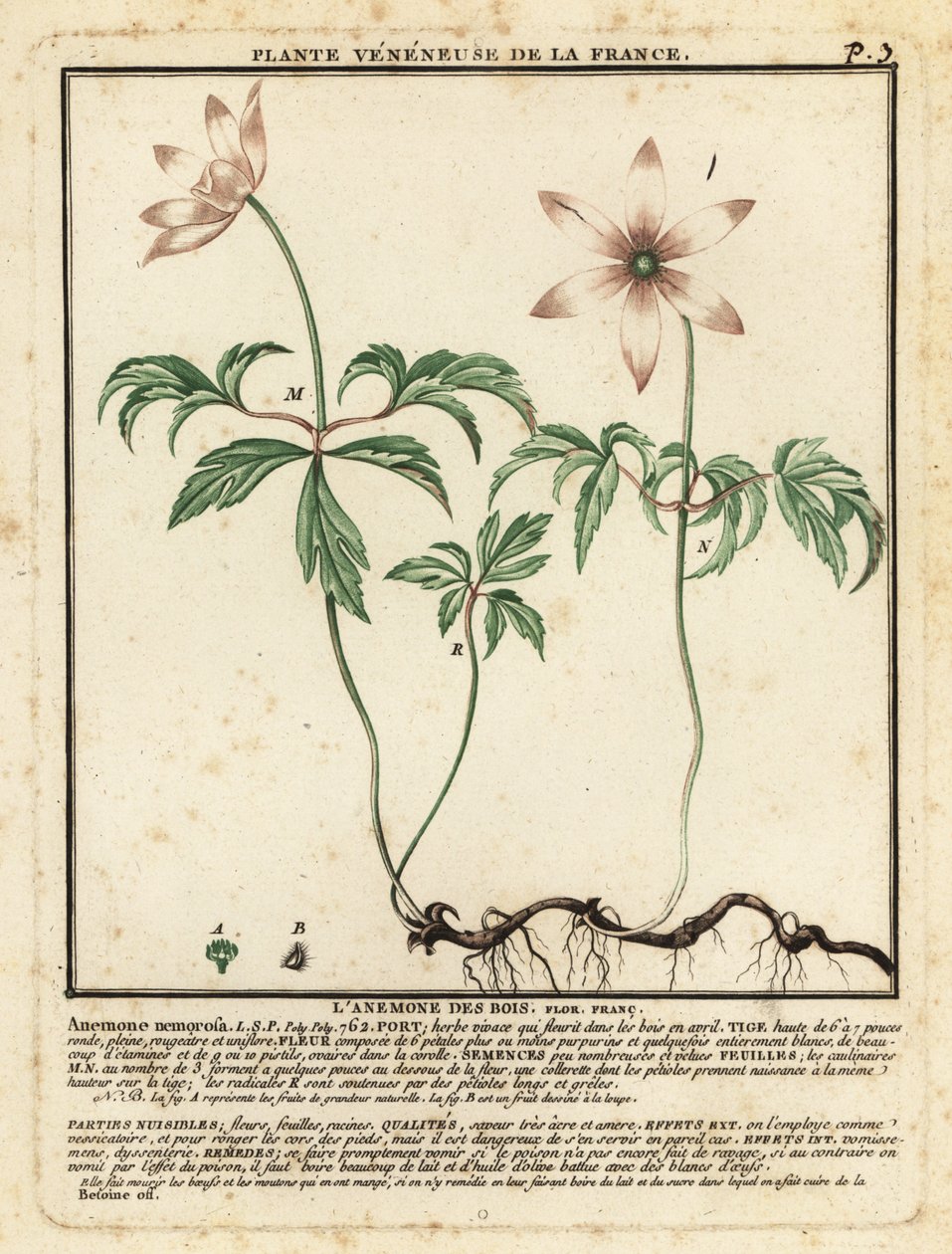 Skovanemone, Anemone nemorosa. af Unbekannter Künstler