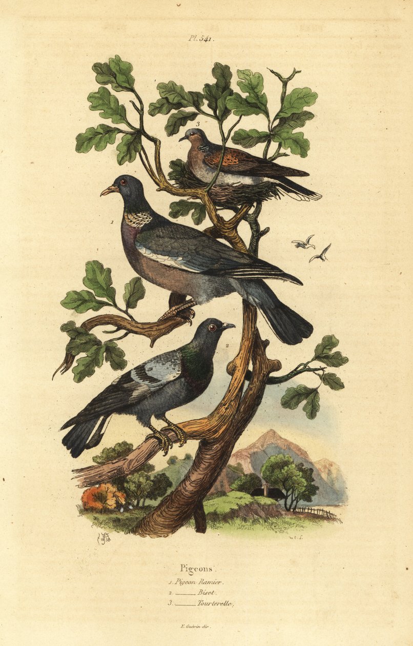 Skovdue, Columba palumbus, almindelig due, Columba livia og turteldue, Streptopelia risoria af Unbekannt