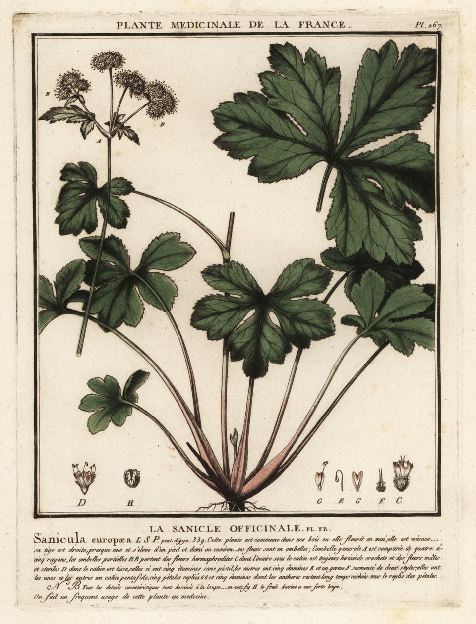 Træsanikel, Sanicula europaea. af Unbekannter Künstler