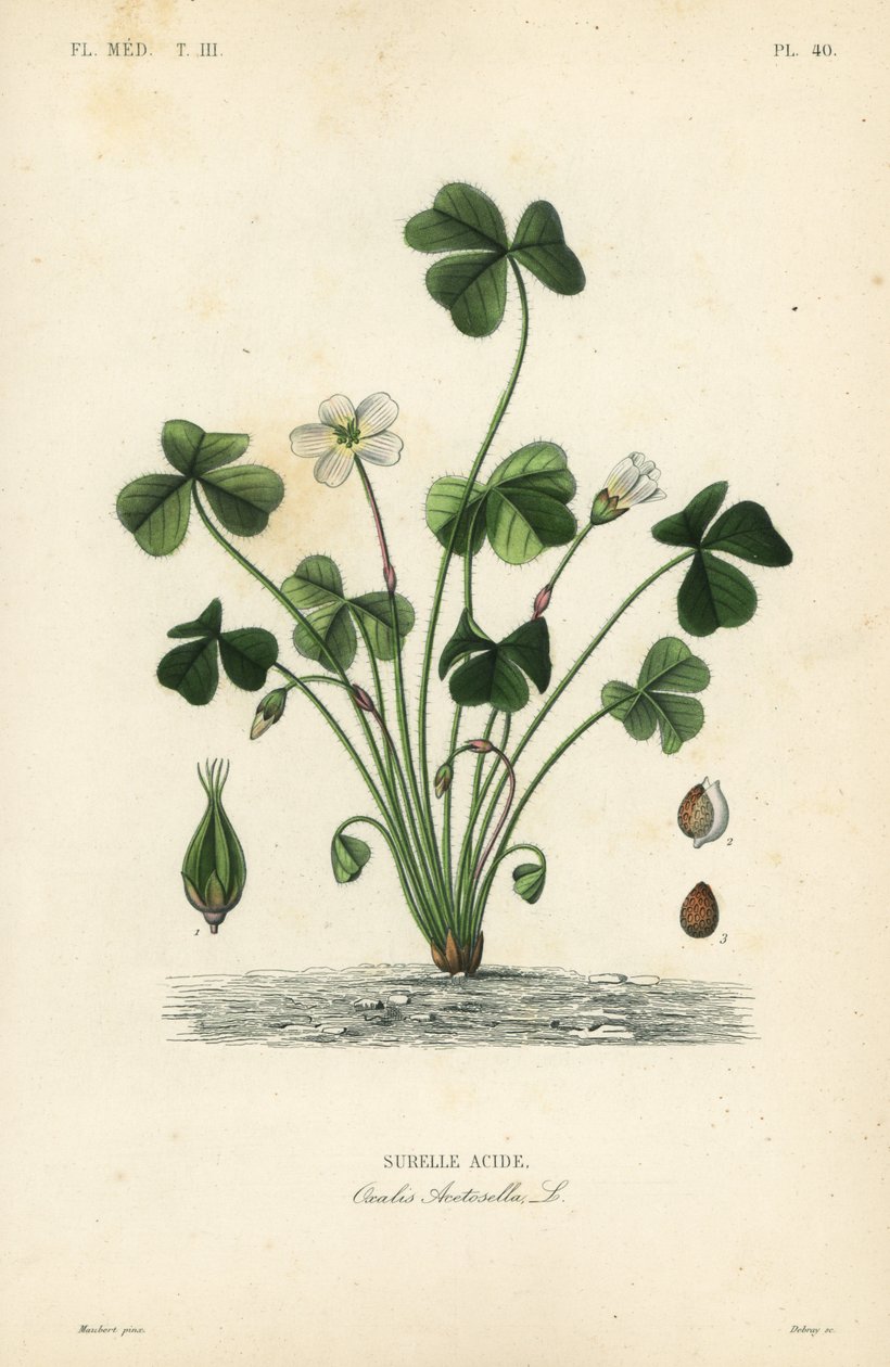 Træsyre, Oxalis acetosella, Surellesyre af Unbekannt