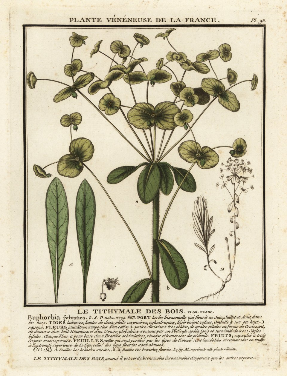 Skovskær, Euphorbia amygdaloides. af Unbekannter Künstler