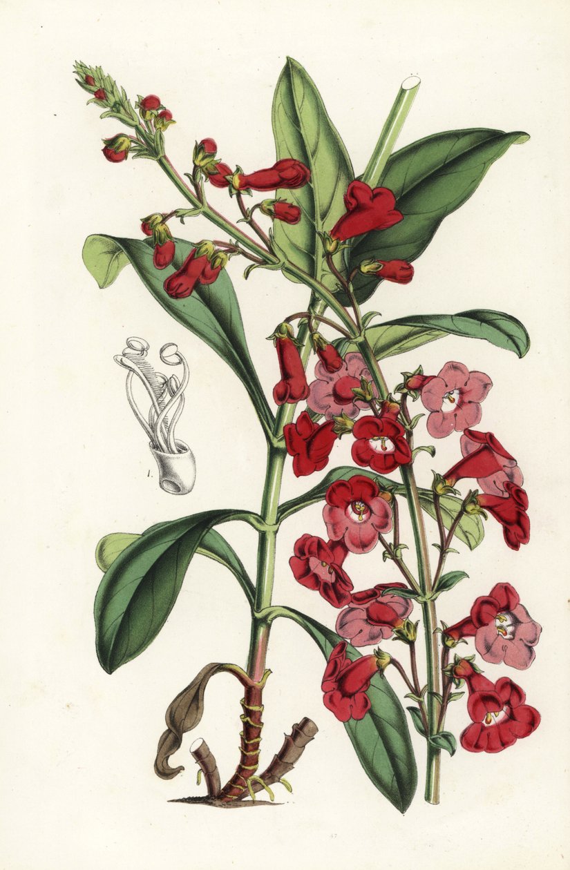 Wrights skægtunge, Penstemon wrightii (Pentstemon wrightii). Håndkoloreret litografi fra Louis van Houtte og Charles Lemaires Flowers of the Gardens and Hothouses of Europe, Flore des Serres et des Jardins de l