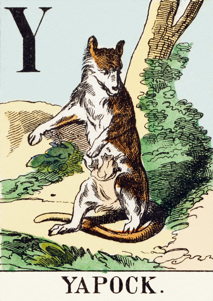 Y : Yapock - Jagtalfabetet, ca. 1890 (gravering) af Unbekannt