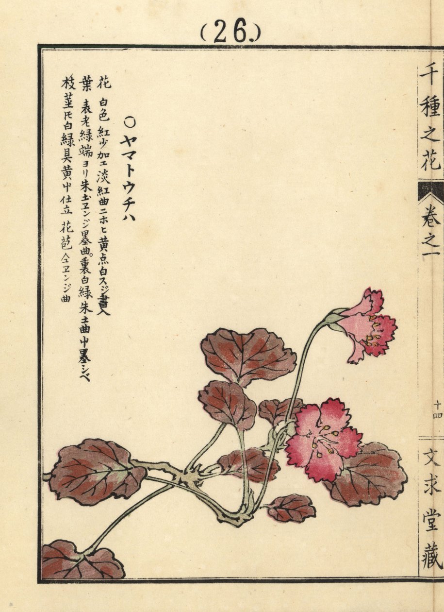 Yamato uchiwa eller iwakagami, Schizocodon soldanelloides, japansk alpeplante. Håndkoloreret træsnit af Kono Bairei fra Senshu no Hana (Tusind forskellige blomster), Bunkyudo, Kyoto. af Unbekannter Künstler