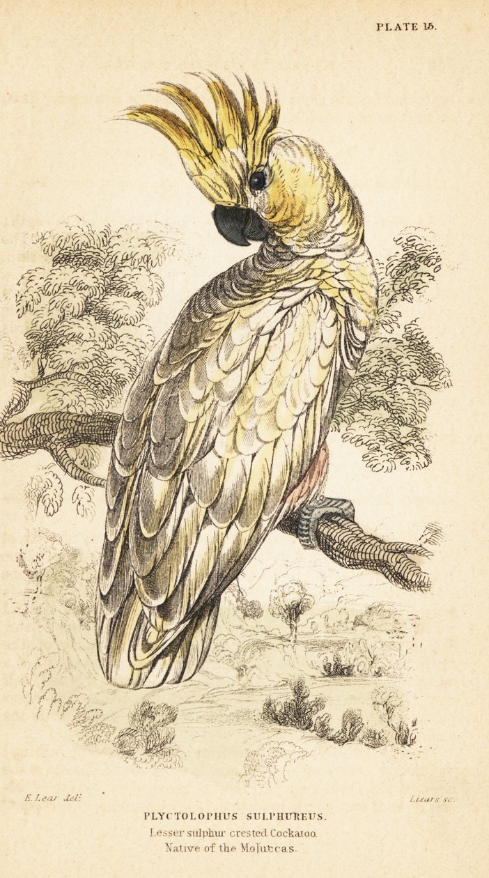 Gul-kakadue, Cacatua sulphurea. Critical endangere1889 (gravering) af Unbekannter Künstler